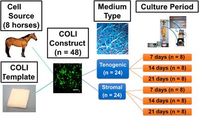 Viable tendon neotissue from adult adipose-derived multipotent stromal cells